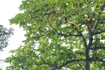 green Tree on the blue sky backgroundの写真素材