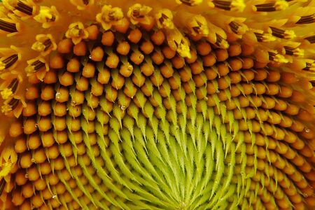 Sunflowerの写真素材