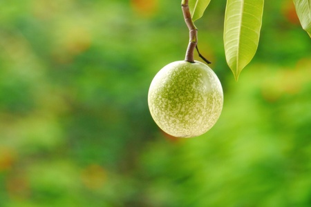 Fruits of Pong-pongの写真素材