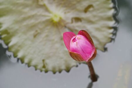 Waterlilyの写真素材