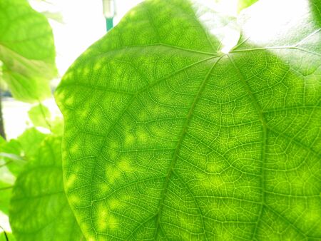 Green leaves with translucent light coming through the leaves の写真素材