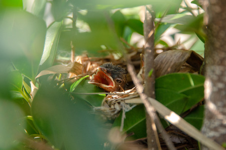 New born bird in the nestの写真素材