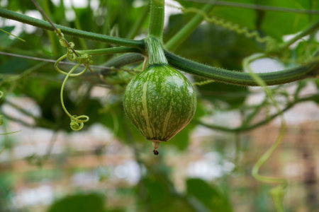 The small pumpkinsの写真素材