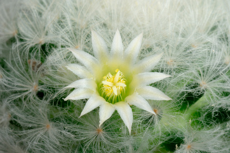 Blooming Cactus Flower Mammillaria Plumosa