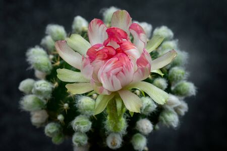 Cactus Flower Pictures Beautiful Blooming In Colorful.の写真素材