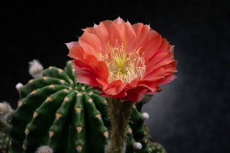 Cactus Flower Pictures Beautiful Blooming In Colorful.の写真素材