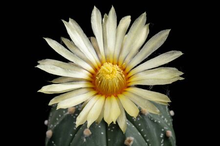 Cactus Flower Pictures Beautiful Blooming In Colorful.の写真素材