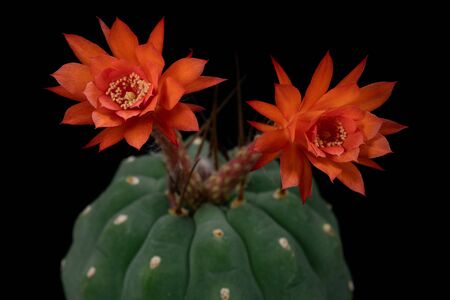 Cactus Flower Pictures Beautiful Blooming In Colorful.の写真素材