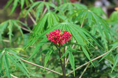 Jatropha multifidaの写真素材