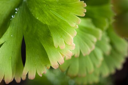 Fern Adiantum tenerumの写真素材