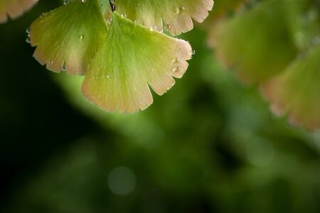 Adiantum tenerum cv. red crownの写真素材