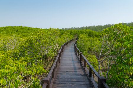 walk way, mangrove forest, green, treeの写真素材