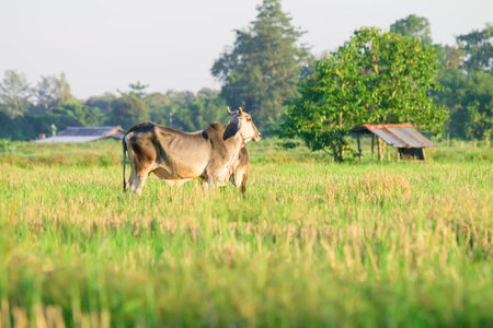 Thai Native Breed Cow on grassの写真素材