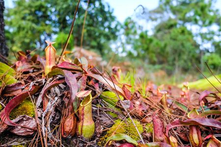nepenthes plant,monkey cups the nepenthes tropical plant, nepenthes dangerous plants for insect.の写真素材