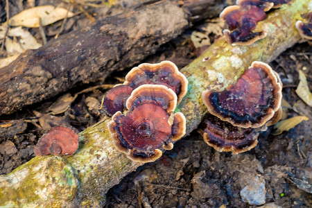 Mushroom Forest or Wild Mushroomsの写真素材