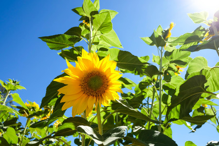Sunflowers,Sunflowers blooming against a bright sky,Sunflowers,Sunflowers blooming ,beautiful sunflowers,big sunflowers ,Unseen Thailand flowers,yellows flowersの写真素材