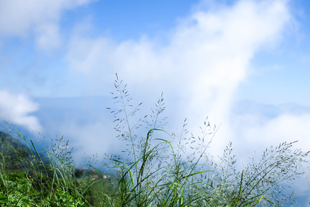 Landscape grass in the daytime with blue sky the sunlight in the summer.の写真素材