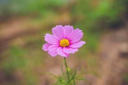 Cosmos flower (Cosmos Bipinnatus) with blurred backgroundの写真素材