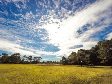 Green summer park garden with blue sky.の写真素材
