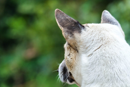 closed up back dog thinking and watching about the futureの写真素材