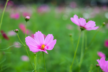 Pink Cosmos flowers bloomingの写真素材
