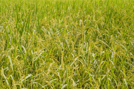 Rice fieldの写真素材