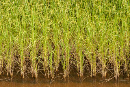 Rice fieldの写真素材