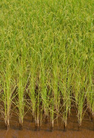 Rice fieldの写真素材
