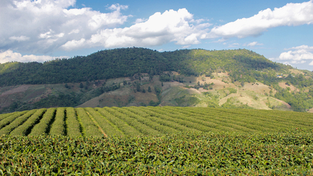 Tea Plantationの写真素材