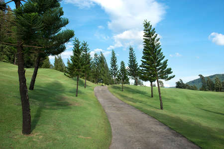 pine hillの写真素材