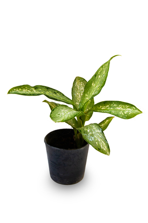 Tree pots decoration on white backgroundの写真素材