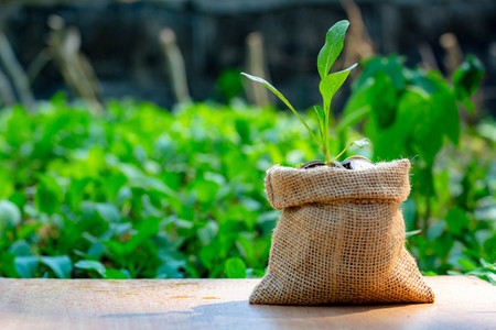 Plant seedlings are in the sack bag in the outdoor garden, collecting money or investing for the future to do business.の写真素材