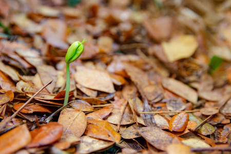 Green seedlings are growing from the ground.