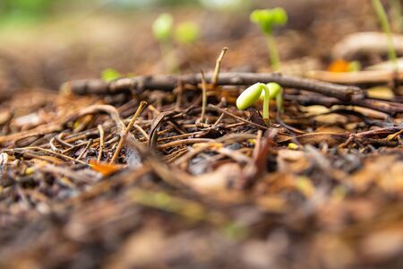 Sapling growing from the groundの写真素材