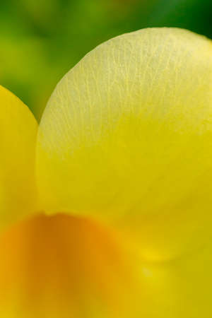 Macro detail of the veins in the petals of a yellow flower.