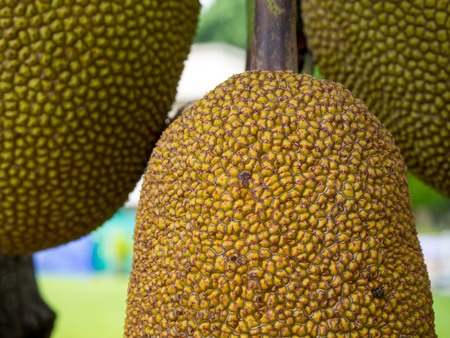Ripe Jackfruit fruits, a type of exotic Asian fruit, on a tree, in Thailand.