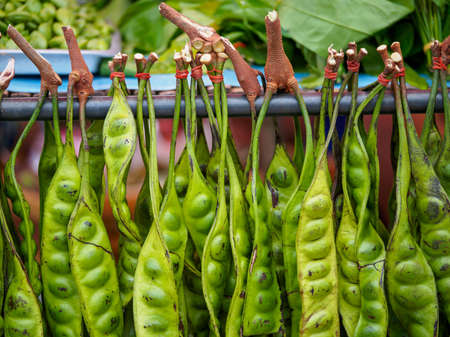 Closeup macro detail of multiple pods of Stink Beans (Parkia speciosa) sold at an open market....