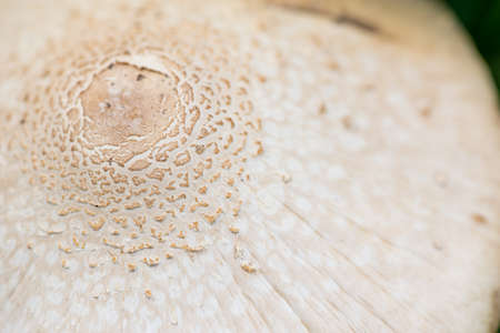 Closeup macro detail of the scales on the cap of a Horse mushroom (Agaricus arvensis). Plant fauna and forestry concept.の写真素材