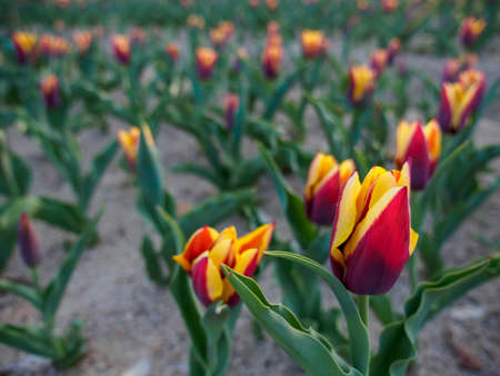 Wide closeup of a flowerbed of red-yellow tulips in the shade after sunset. Shallow focus. Suita,...