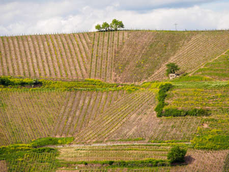 Beautiful aerial view of an elevated hillside vineyard in Turckheim on a sunny spring day. Haut-Rhin, France. Travel and wine tourism.の写真素材