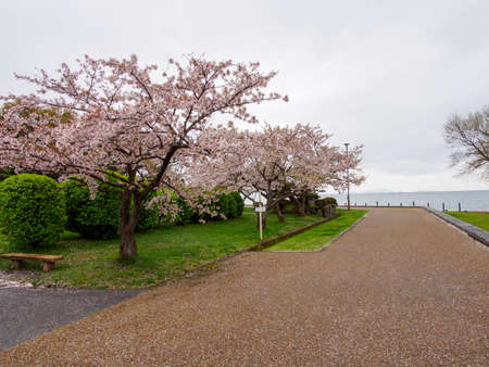 Nagahama, Japan. Sakura trees along a park trail on the shores of lake Biwa. Cloudy, stormy spring day. Travel and tourism.の素材 [FY310154539214]