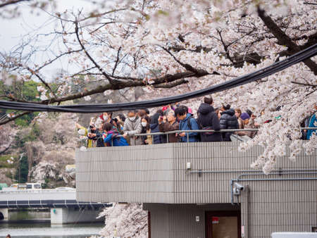 TOKYO, JAPAN - MARCH 29, 2019: Tourists take smartphone photos of Sakura Cherry Blossoms over the Meguro River. Chidorigafuchi Park, Chiyoda. Travel and Hanami festival.のeditorial素材