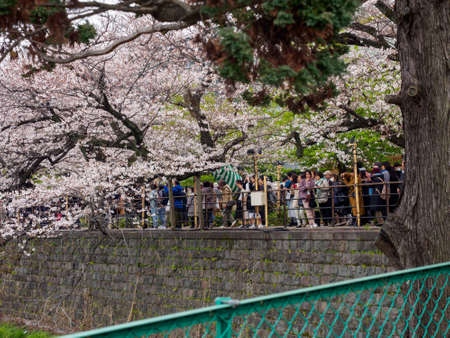 TOKYO, JAPAN - MARCH 29, 2019: Tourists take photos of Sakura Cherry Blossoms along the Meguro River. Chidorigafuchi Park, Chiyoda. Travel and Hanami festival.のeditorial素材