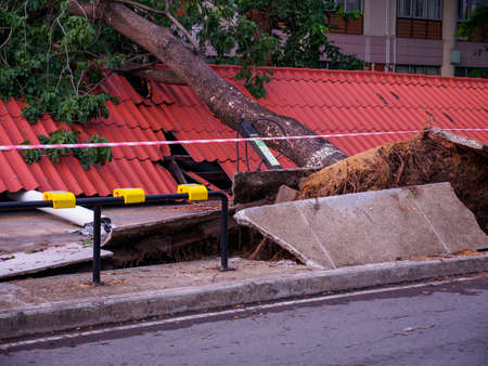 PATHUM THANI, THAILAND - APRIL 27, 2019: A concrete sidewalk and walkway is destroyed by a tree...