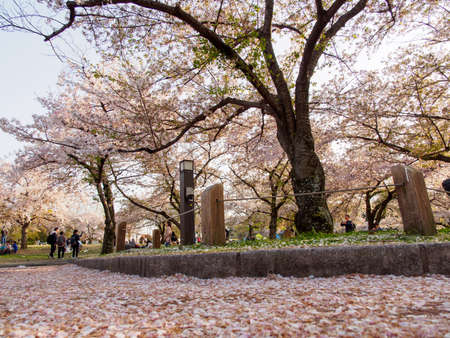 OSAKA, JAPAN - APRIL 3, 2019: Wide angle view of a fallen cherry blossom petals piled up along the...