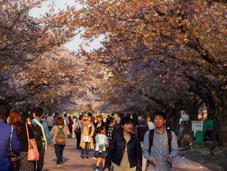 OSAKA, JAPAN - APRIL 3, 2019: Young couples walk a street filled with cherry blossoms during the sunset. Expo '70 Commemorative Park. Travel and Hanami Sakura festival.のeditorial素材