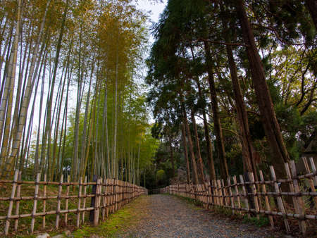 Wide angle view of a park path with bamboo groves and cedar trees at sunset. Suita, Osaka, Japan. Travel and nature.のeditorial素材