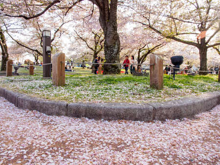 OSAKA, JAPAN - APRIL 3, 2019: Wide closeup of a flurry of fallen cherry blossom petals along the curb, also known as Sakura Fubuki. Expo '70 Commemorative Park, Suita. Travel and nature.のeditorial素材