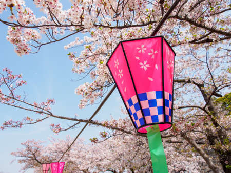 Wide closeup of colorful pink paper lanterns at a Somei Yoshino Sakura park on a sunny day. Chuo-Ku, Osaka, Japan. Travel and Hanami cherry blossom festival.のeditorial素材