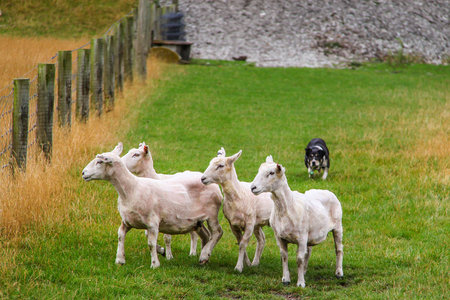 The shepherd dog is doing its job.の写真素材